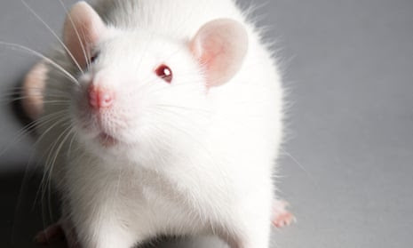 A white rat