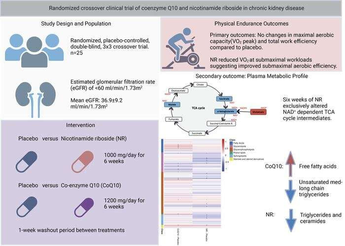 Nephrology researchers shining a light on chronic kidney disease