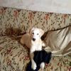 LATTE, CUCCIOLO DI LABRADORINO SUPER BELLO 0