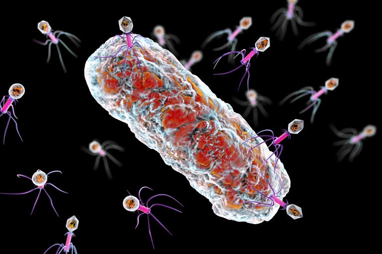 Bacteriophages infecting bacterium, illustration