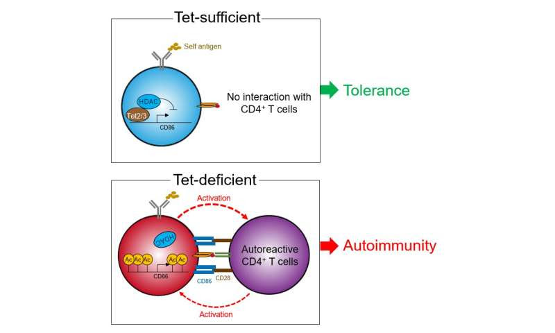 The protein that stands between us and autoimmunity