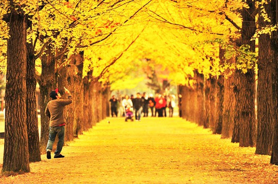 Những đường cây mùa thu đẹp nhất thế giới - Ảnh 2.