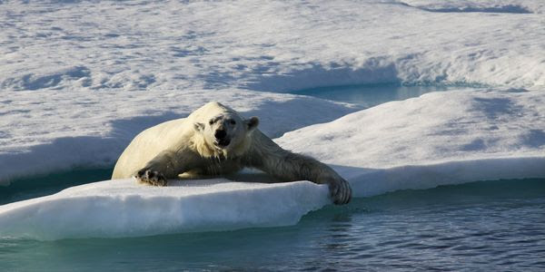 A polar bear on a floating ice cap