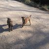Dattero & Nocciolina taglie piccole in adozione 0