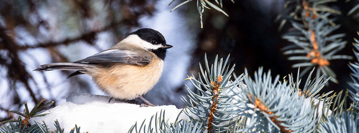 new-black-capped-chickadee-photo