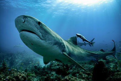 Whales, rays, turtles, and sharks, including this tiger shark, are among the many sea creatures harbored by Panama's waters. Photo credit: Paul Nicklen