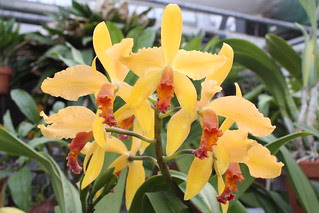 Grodske's Gold