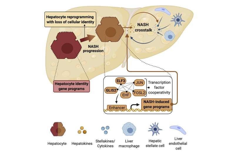 Revealing the mystery behind the threat of non-alcoholic liver disease