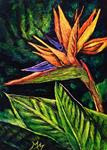 Bird of Paradise - Posted on Wednesday, March 25, 2015 by Monique Morin Matson