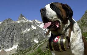 St. Bernard st. bernard
