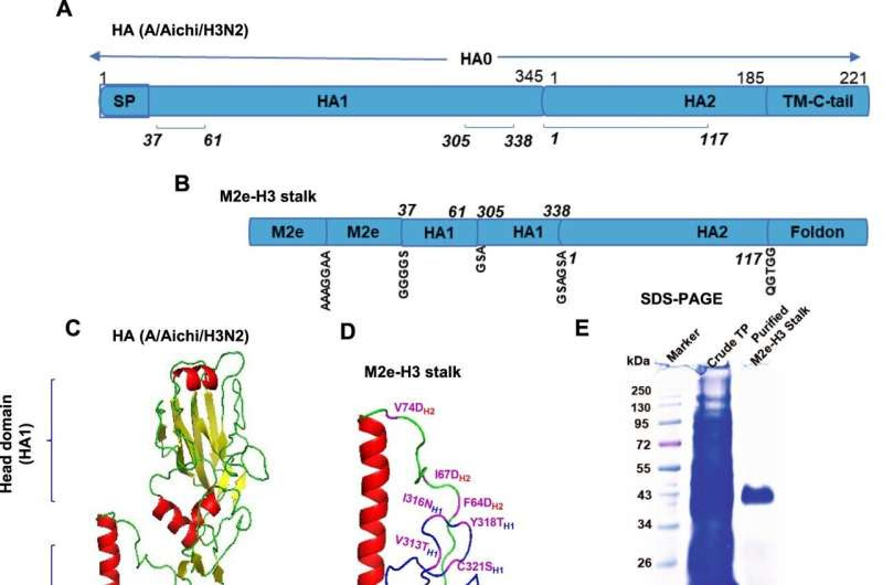 New universal flu vaccine offers broad protection against influenza A virus infections, researchers find