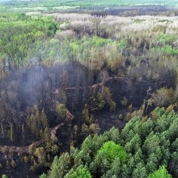 A blackened, burned area of the forest is shown in an aerial view.