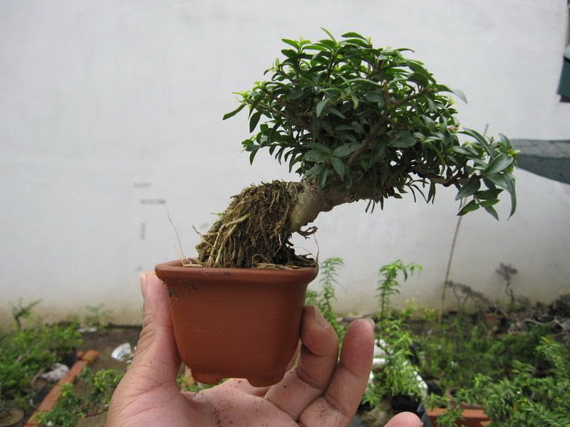 photo IMG_2556_zps7c2c6ce0.jpg