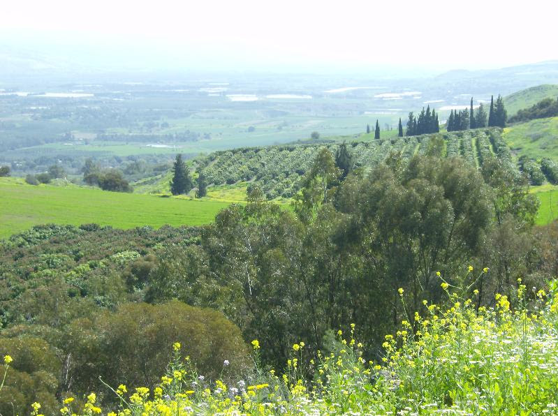 Galilee greenery