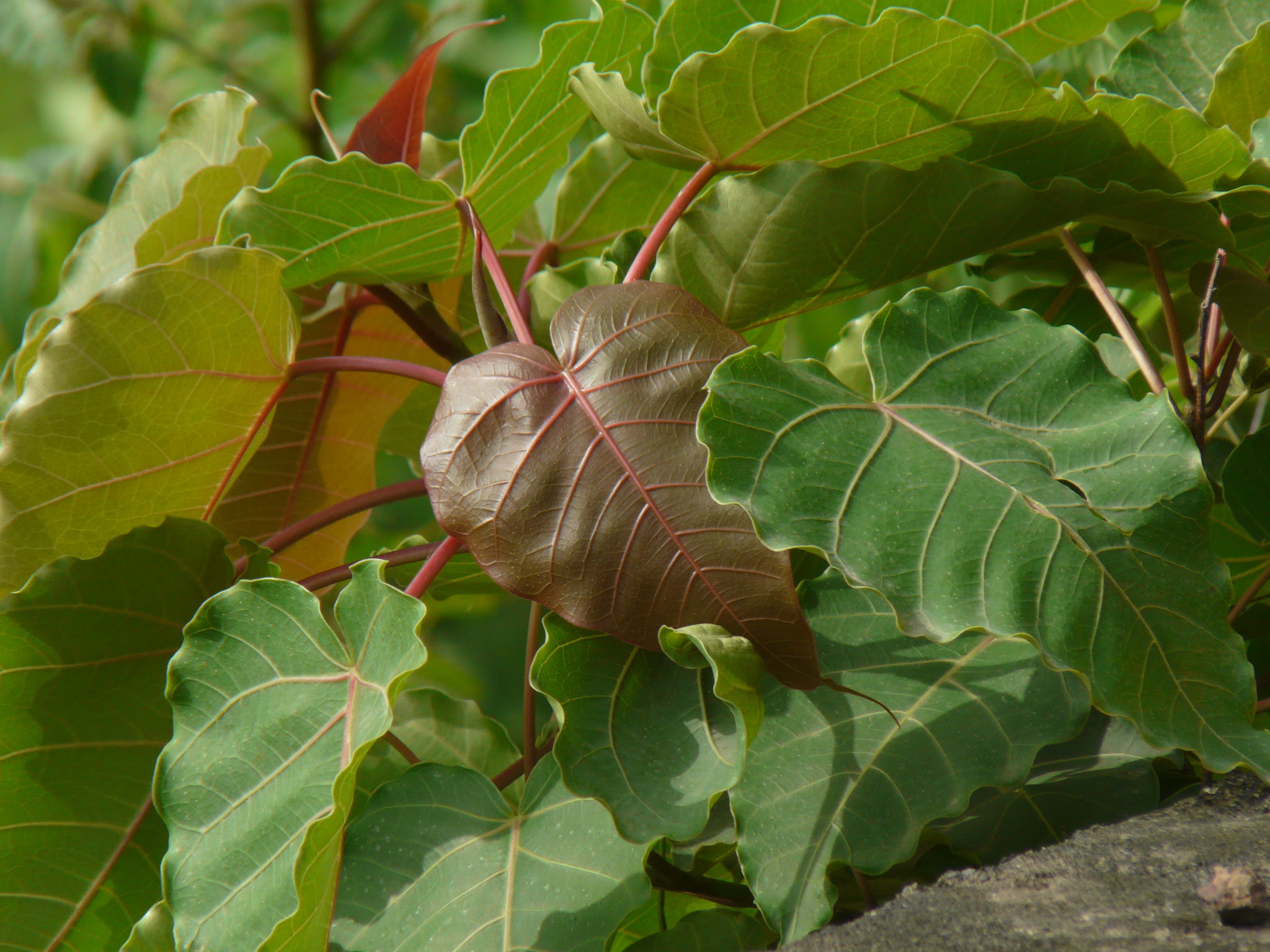 Ficus arnottiana (Miq.) Miq.