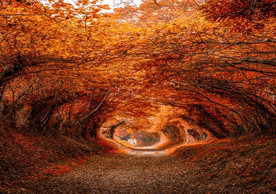 Những đường cây mùa thu đẹp nhất thế giới - Ảnh 12.