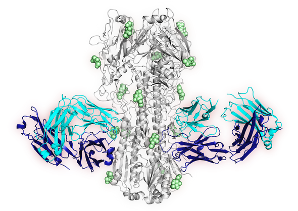 structure of newly-identified antibody