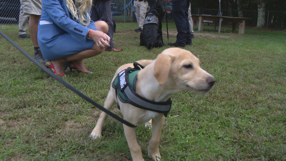  Bristol County Sheriff's Office welcomes 2 comfort dogs