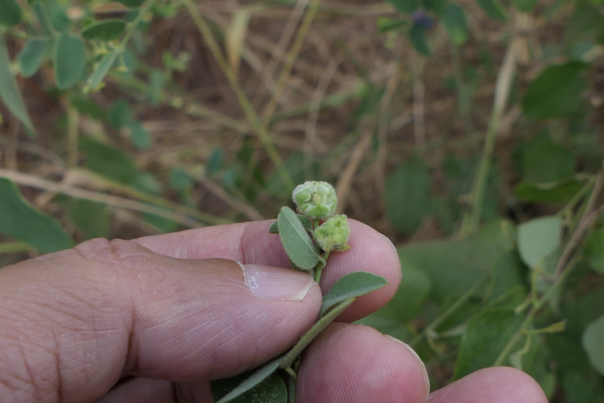 Cocculus hirsutus (L.) W.Theob.