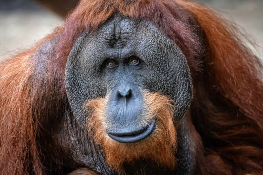 O orangutanech - přednáška v ZOO Praha