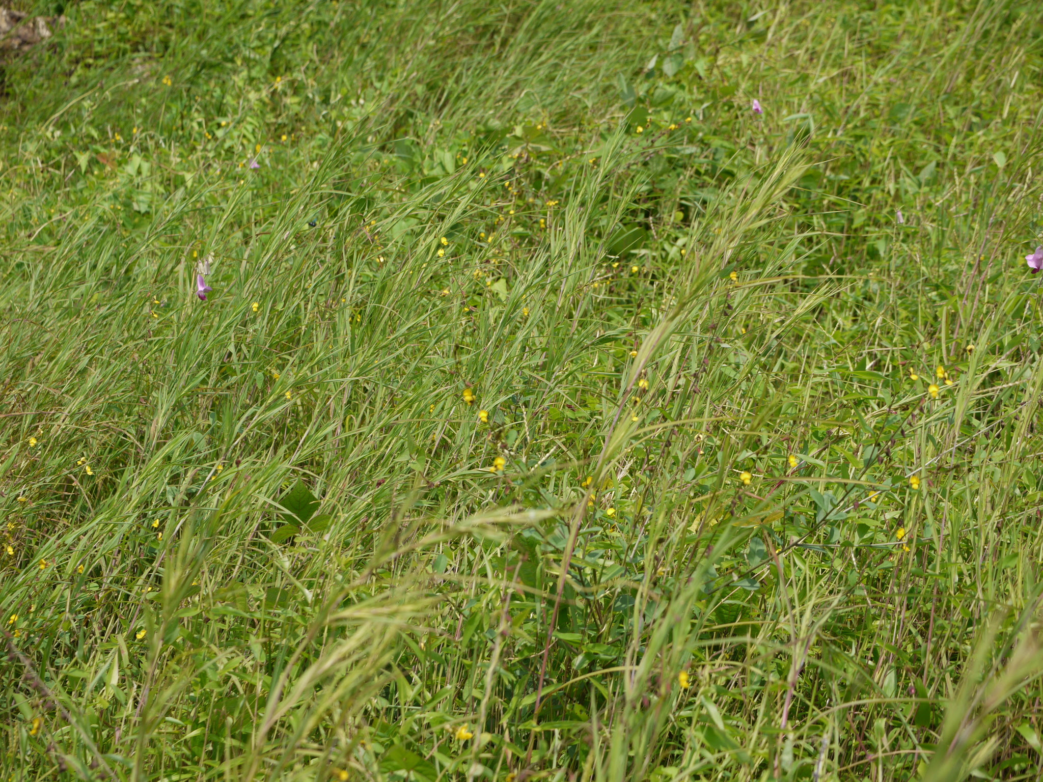 Crotalaria montana Roxb. ex Roth
