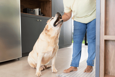 A Labrador retriever receiving a pet. 
