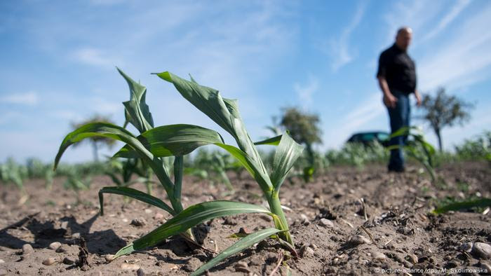 Monculture cropping suffers under extreme conditions Dried out corn field (picture-alliance/dpa/M. Skolimowska)