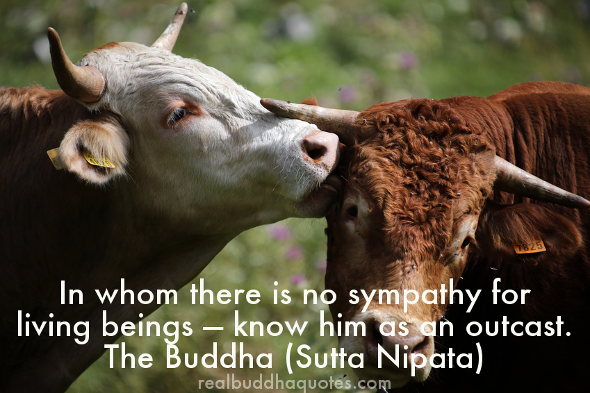 in whom there is no sympathy