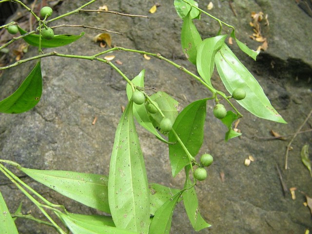 Cocculus laurifolius (2)