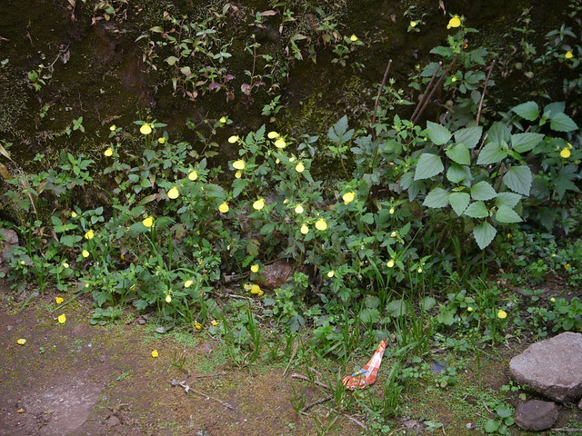 Calceolaria tripartita Ruiz & Pav.