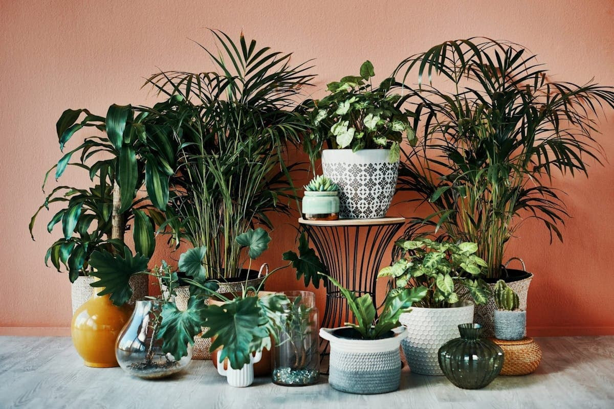 several houseplants of varying sizes in front of an orange wall