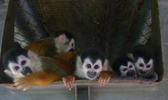 These five fortunate Mono Titis and little Mikey will be released during their next synchronized breeding period.