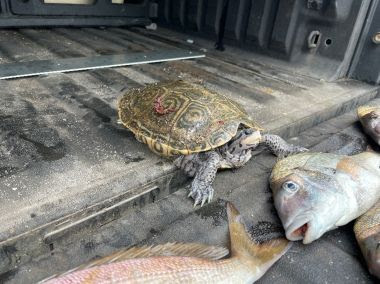 Turtle in the back of a truck next to some dead fish