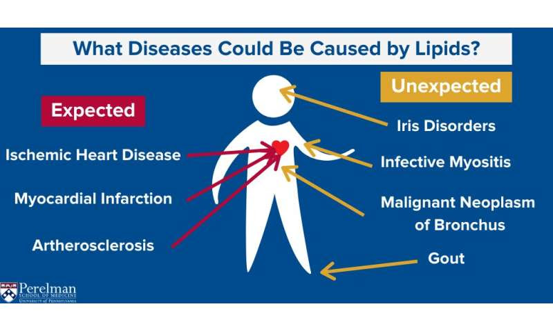 Framework to visualize lipid associations with hundreds of complex diseases from electronic health records