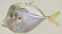 Atlantic moonfish
