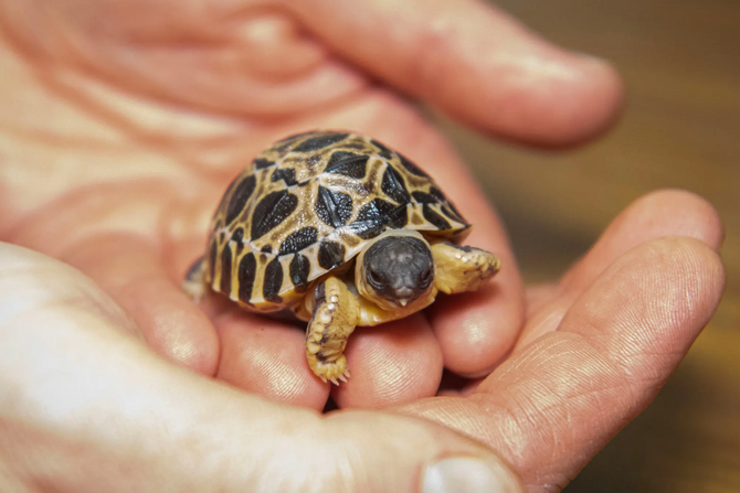 Baby turtle