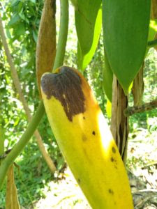 Vanilla Leaf Rotten Fungal disease