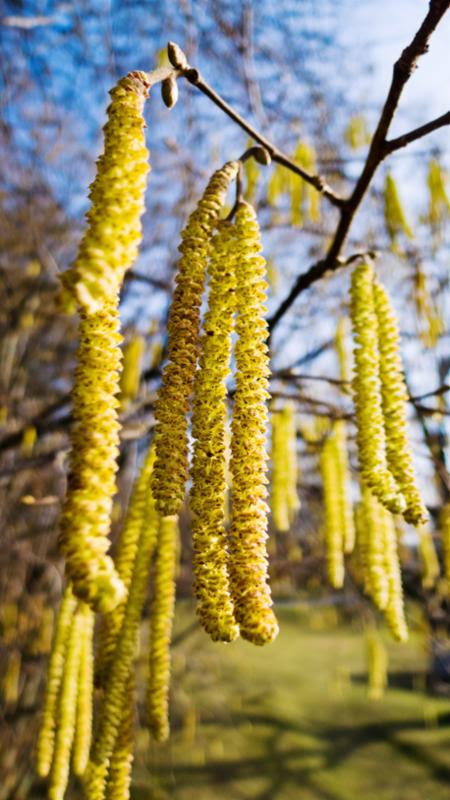 hazel_flowers_in_spring.jpg