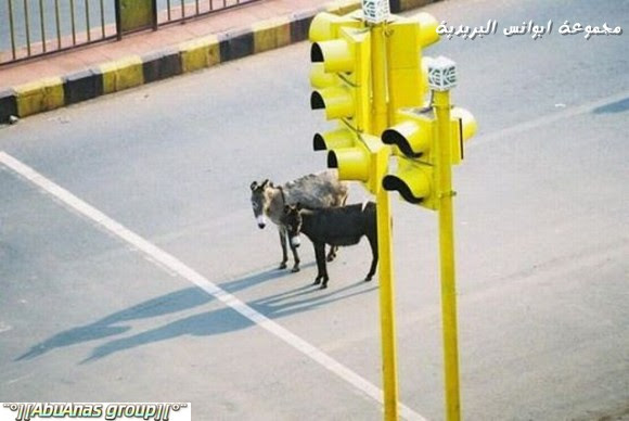 صور طريفه وغريبه