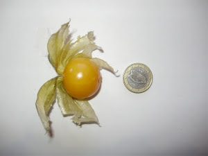 Cape gooseberry compared with 1 euro coin
