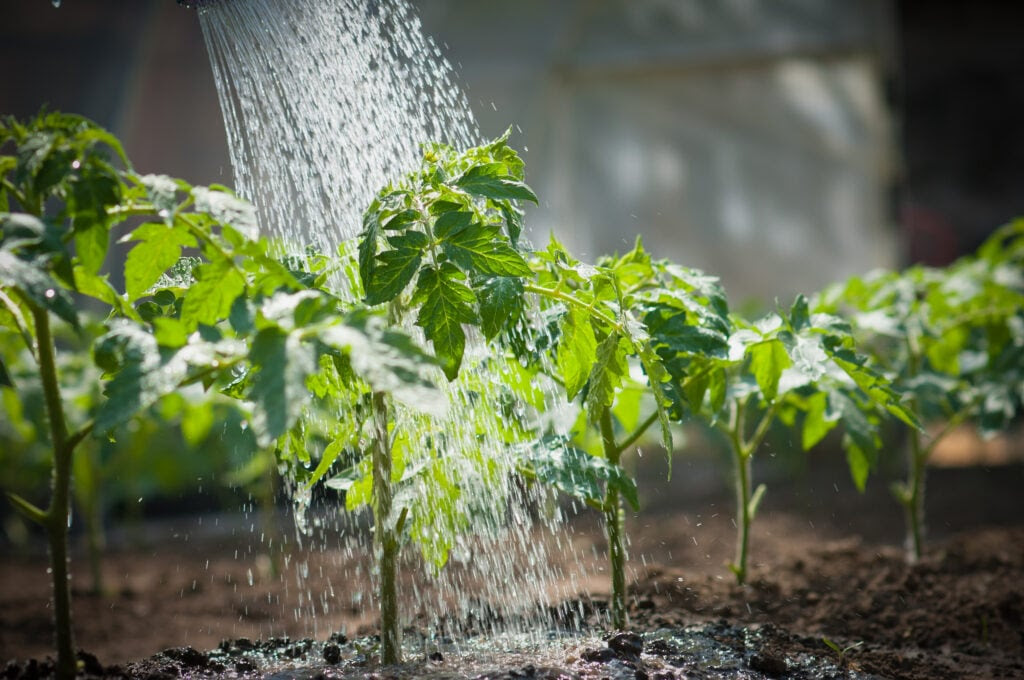 caring for vegetables