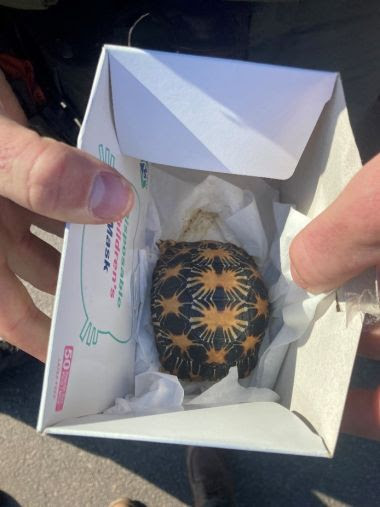 small black and yellow turtle in a white box