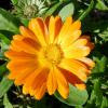 Καλέντουλα (Calendula officinalis)