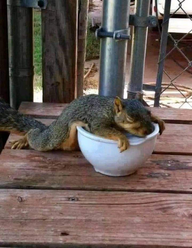 Squirrel-hot