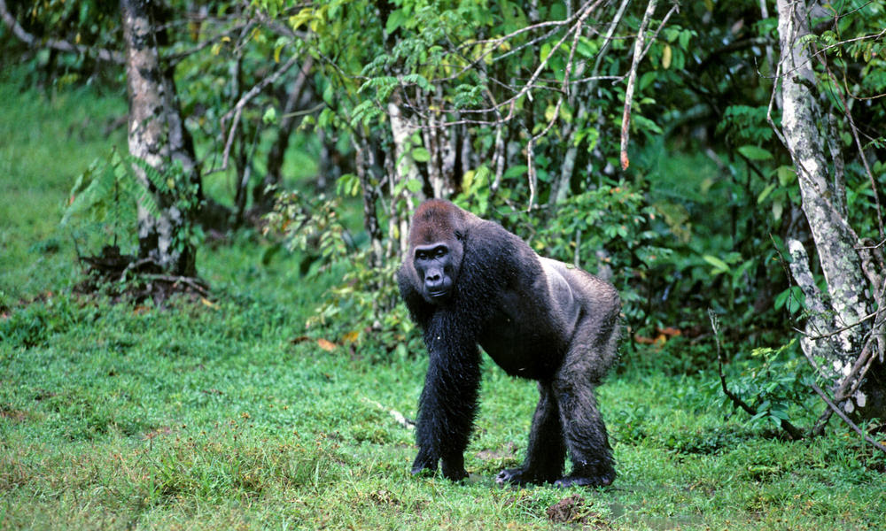 Western Lowland Gorilla What WWF Is Doing