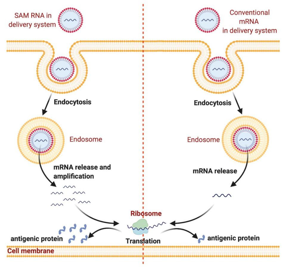 Schematic of self-amplifying mRNA delivery vs. conventional mRNA delivery.