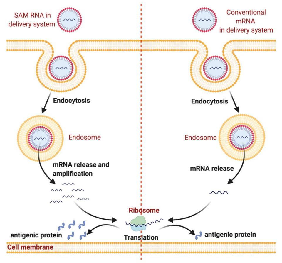 Schematic of self-amplifying mRNA delivery vs. conventional mRNA delivery.