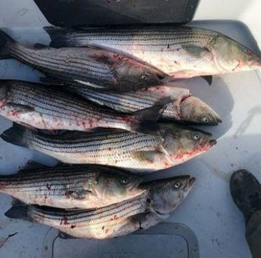 pile of dead striped bass