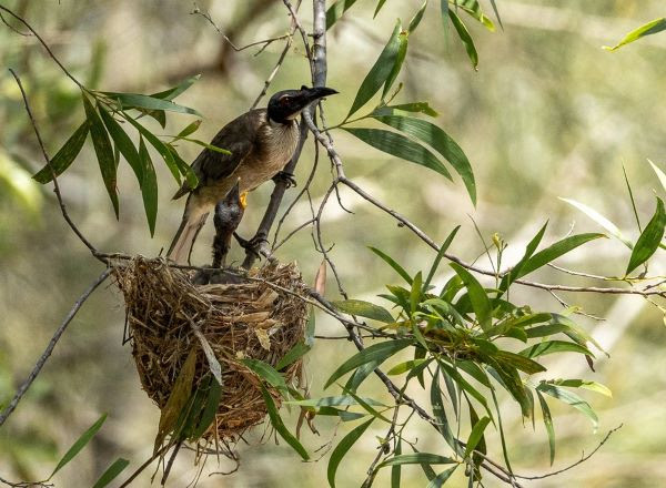 Noisy Friarbird guarding its chick in nest