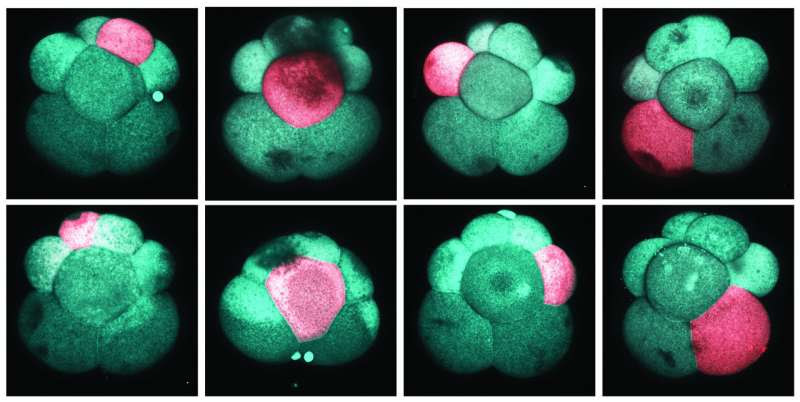 Harvard researchers discover embryonic origins of adult pluripotent stem cells